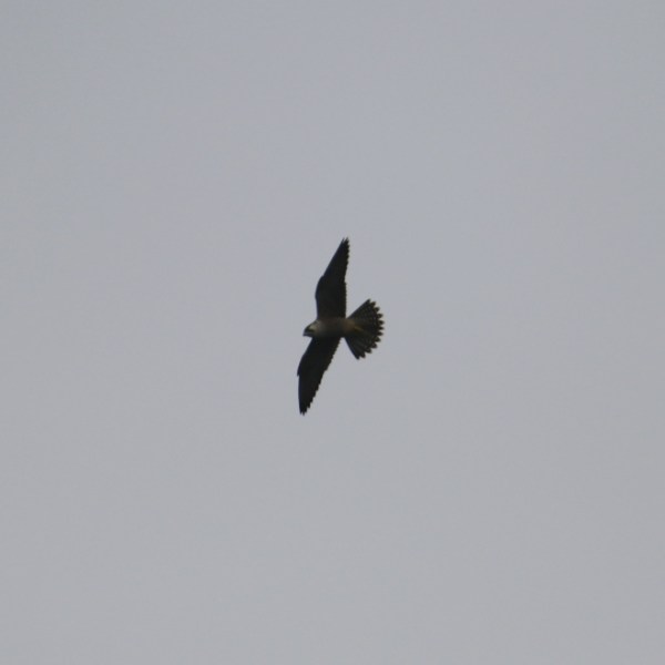 Silhouette of a bird with spread wings against a gray sky.