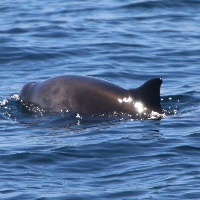 A dolphin swimming in the ocean with sunlight reflecting on its back.
