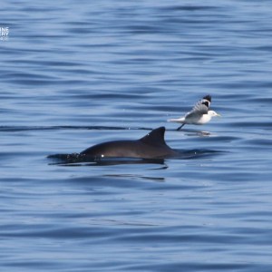 A dolphin swims near the surface with a seagull flying overhead.