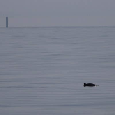 Seal swimming in calm sea with distant lighthouse on horizon.