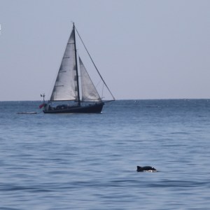 Sailboat on calm sea with a dolphin fin visible in the foreground.