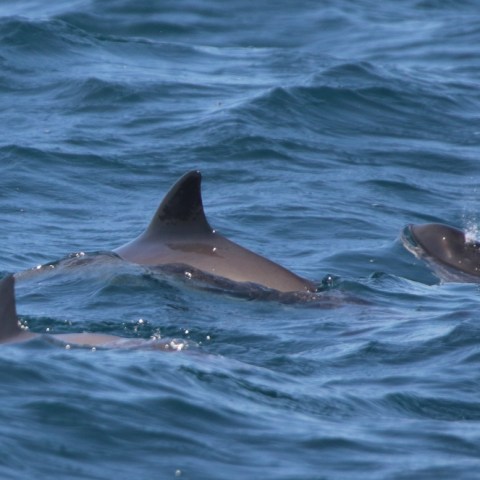 Three dolphins swimming near the ocean surface.