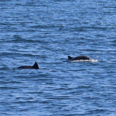 Two dolphins swimming in the ocean, partially visible above water.