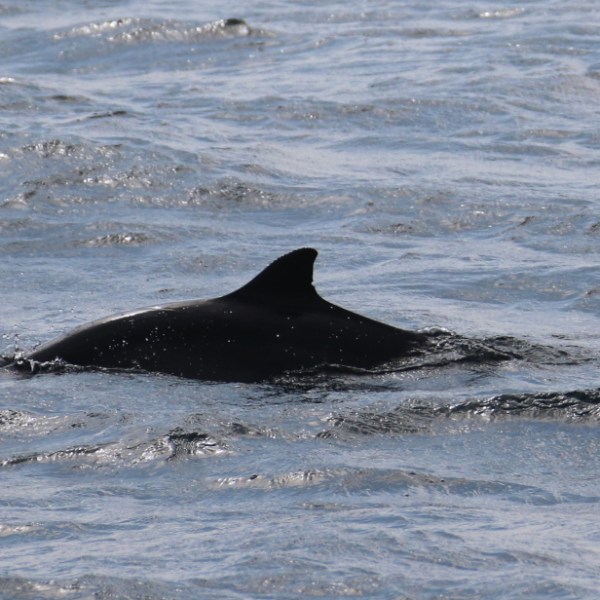 Dorsal fin of a cetacean emerging from the ocean surface.