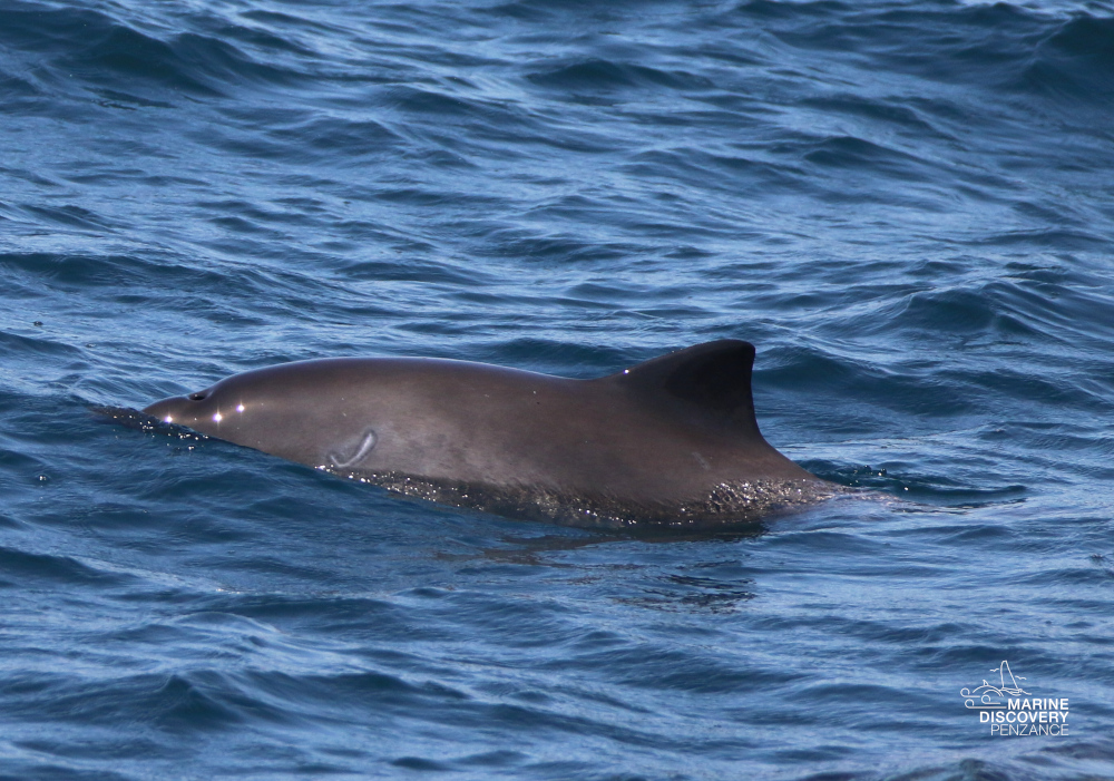 Porpoise swimming at surface of wavy ocean waters.