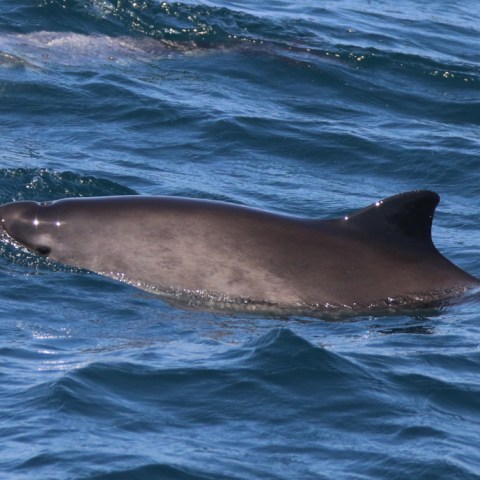 A porpoise swimming in the ocean with the dorsal fin visible above water.