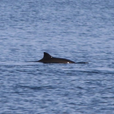 Porpoise fin visible above water in the ocean.