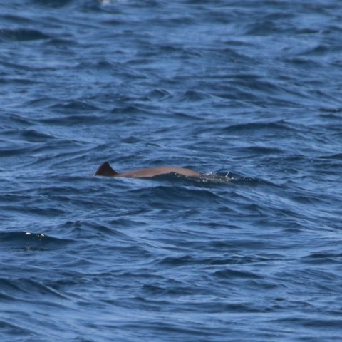 A dolphin partially visible in the ocean waves.