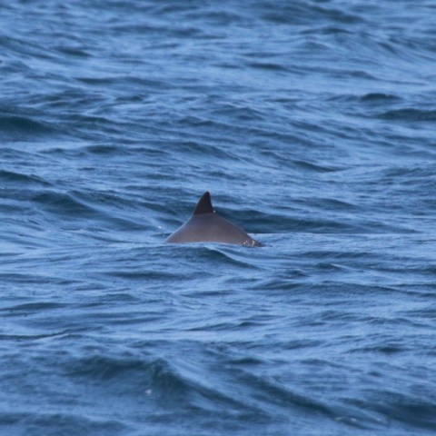 A fin of a marine animal, likely a dolphin or porpoise, sticking out of the blue ocean water.
