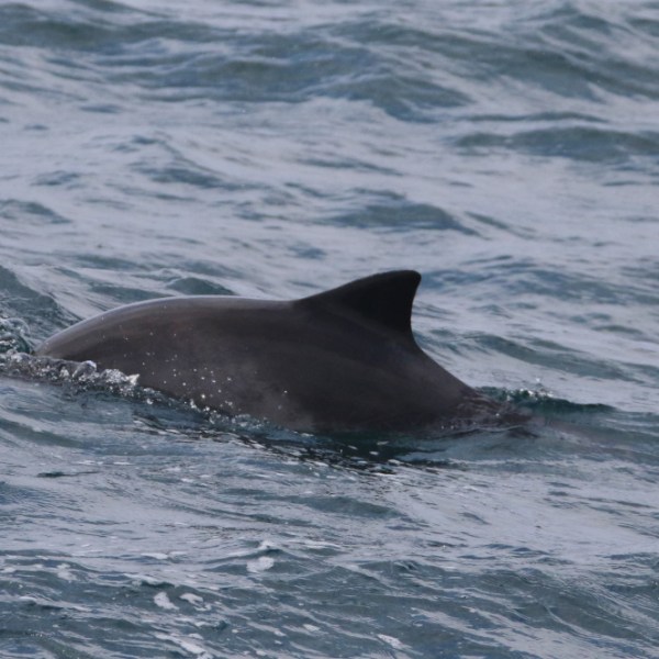 Dorsal fin of a porpoise breaking the ocean surface.
