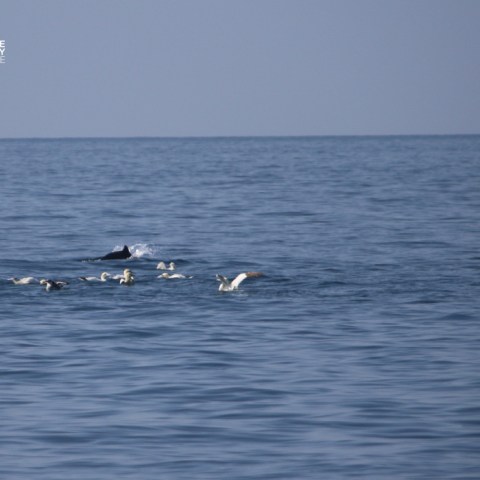Porpoises swimming near seabirds on a calm ocean surface.