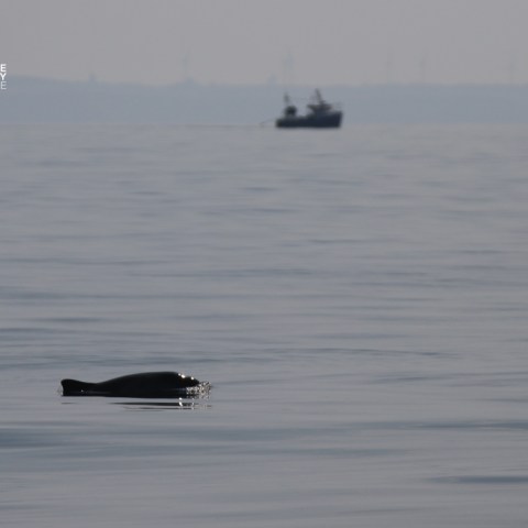 Seal swimming in calm sea with a boat in the distance.