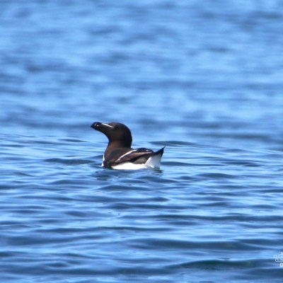 A seabird floating on blue water.
