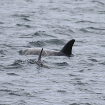 Two dolphins swimming in the ocean with dorsal fins visible.
