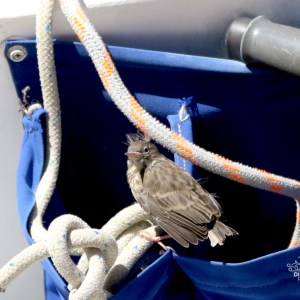 Small bird perched on rope in blue storage pocket.