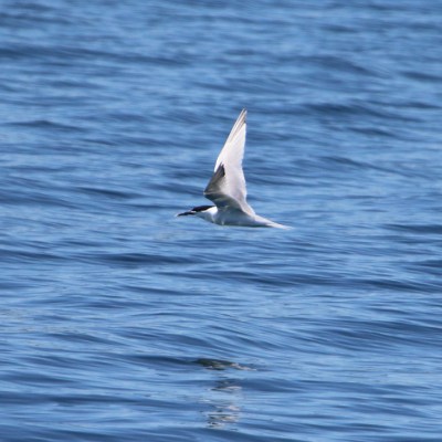 Seabird with white wings flying over blue ocean water.