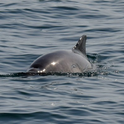 A porpoise's back and dorsal fin visible above the water.