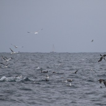 Seagulls flying over the ocean with a distant ship on the horizon.