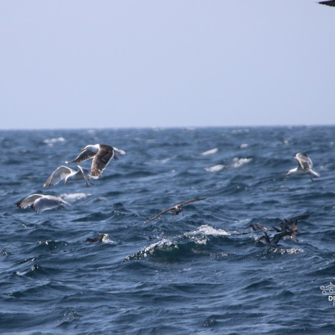 Seabirds flying over choppy ocean waves on a clear day.