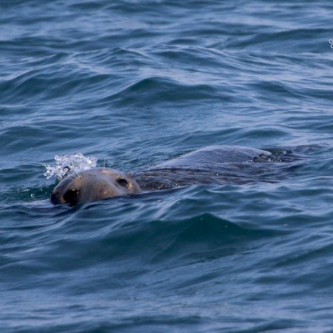 Seal swimming in the ocean, partially submerged with head above water.