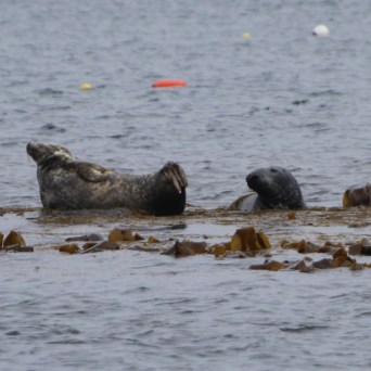 Seals resting among seaweed in the water.