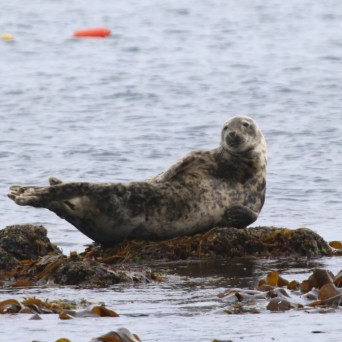 Seal resting on a rocky shore surrounded by seaweed.