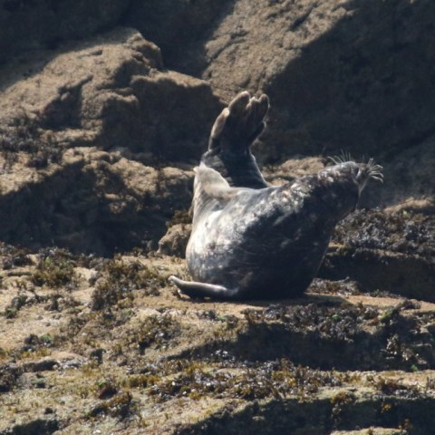 Seal lying on a rocky shore with flippers raised in the air.