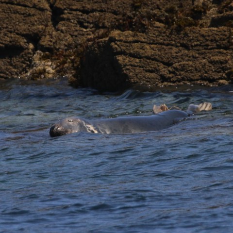 Seal resting on water near rocky shore.