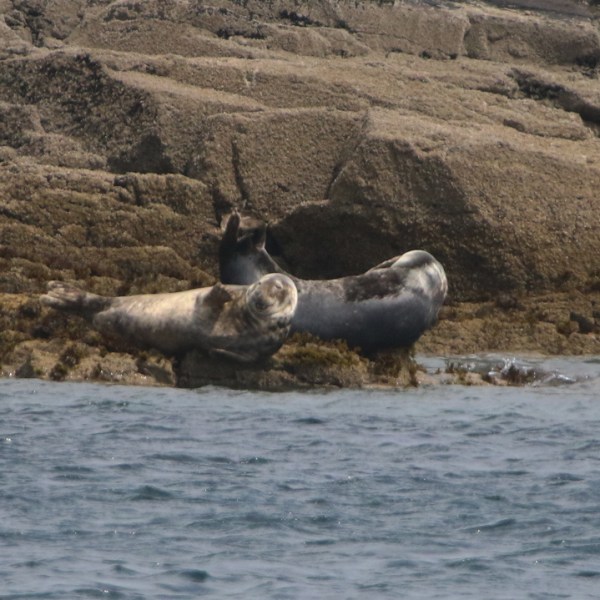 Two seals resting on rocky shoreline near the water.