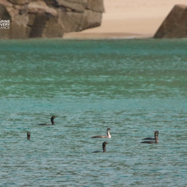 Several birds swimming in a tranquil blue-green sea near rocky coastline.