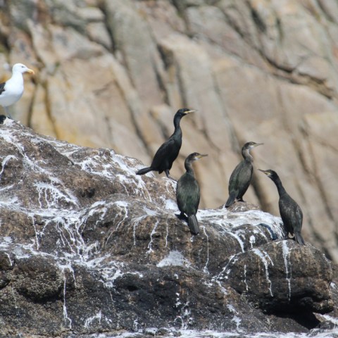 Four cormorants and a seagull perched on rocky, white-streaked terrain.