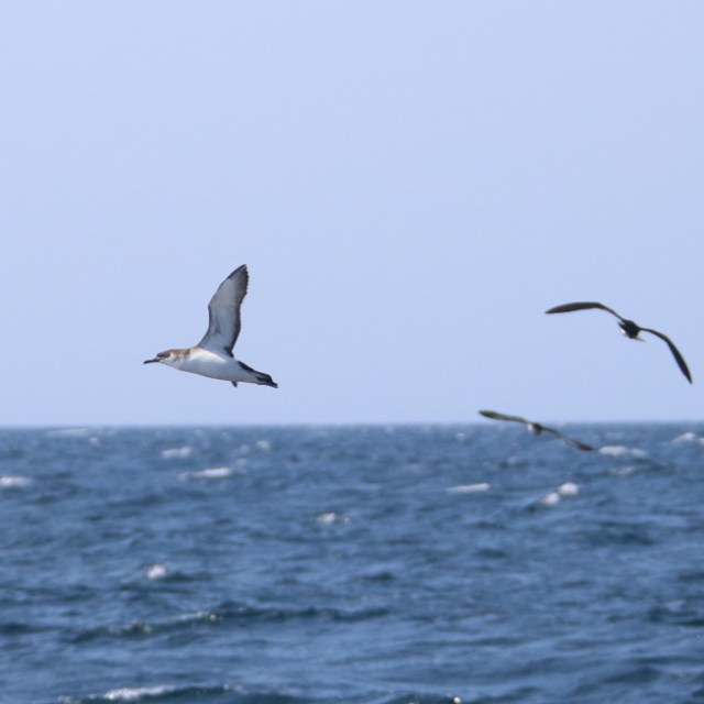 Shearwaters flying over the ocean on a clear day.