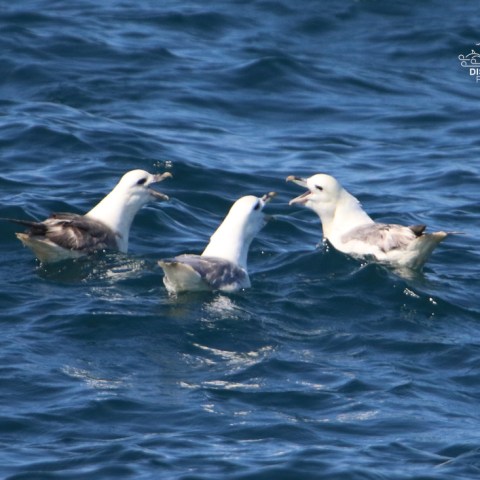 Three seabirds floating and interacting on blue ocean water