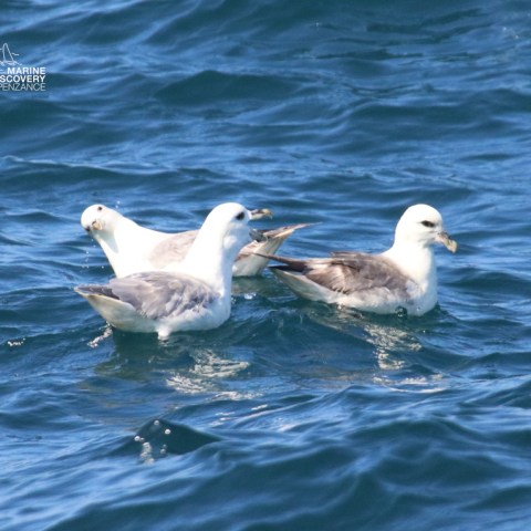 Three seagulls floating on the ocean waves.