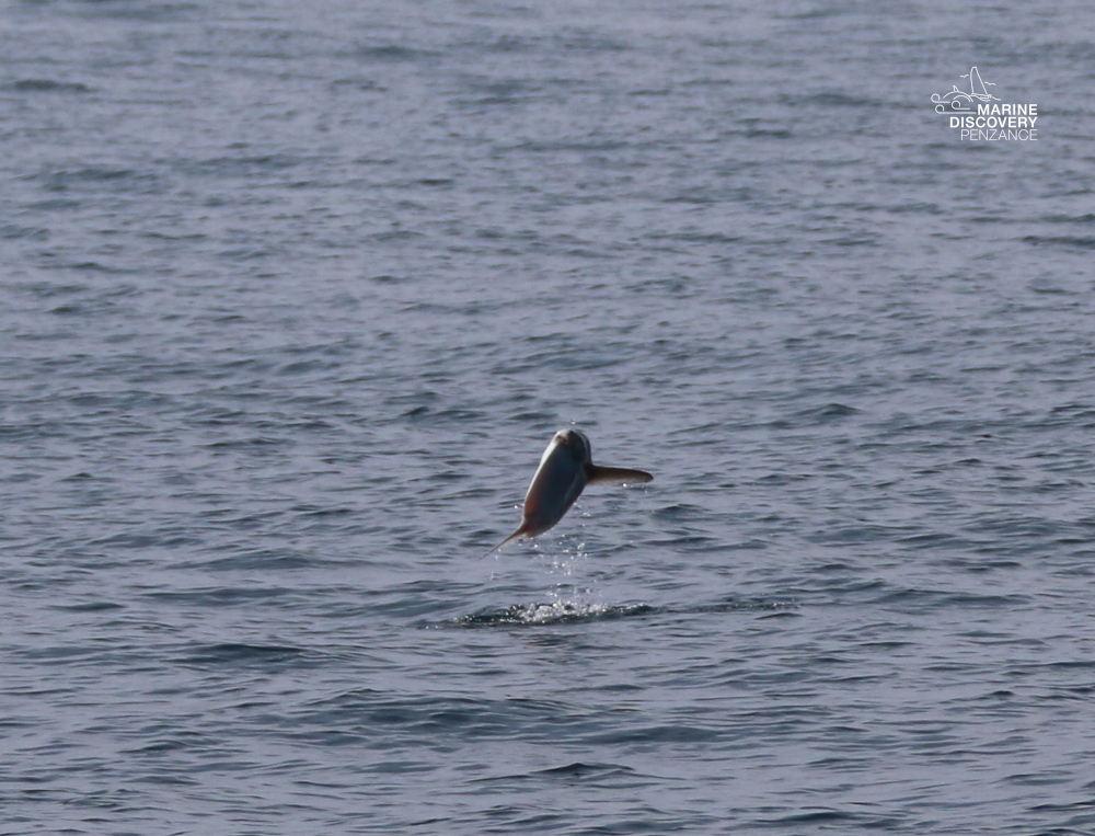 Sunfish leaping out of the ocean with splashes of water.