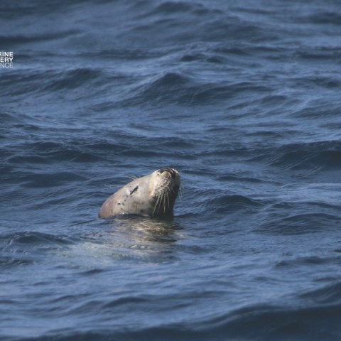 Seal's head emerging from water with blue waves in background.
