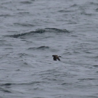 Bird flying low over wavy sea with logo in corner.