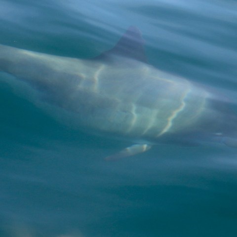 Porpoise swimming underwater with a faint outline visible.