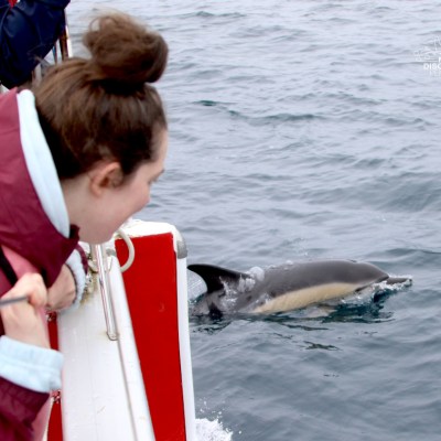 Person on a boat looking at a dolphin in the water.