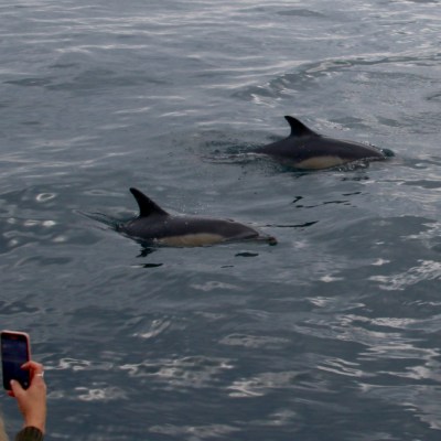 Two dolphins swimming in the ocean near a person taking a photo.