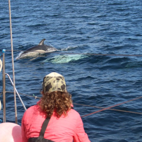 Person on a boat watching dolphins swim in the ocean.
