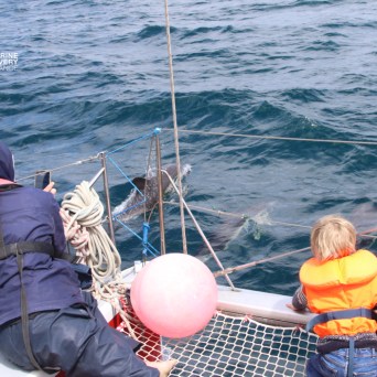 People on a boat watching dolphins swim nearby.