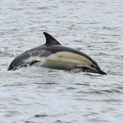 A dolphin swimming above water with its dorsal fin visible.