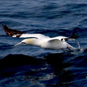 Bird skimming water surface with wings spread over the ocean.