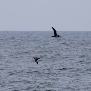 Two birds flying over the ocean on a cloudy day.