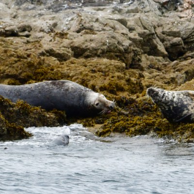 Seals resting on rocky shore with seaweed and water in view.
