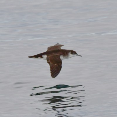 Bird in flight over calm water surface.