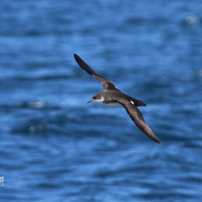 Bird flying over water with blurred blue background
