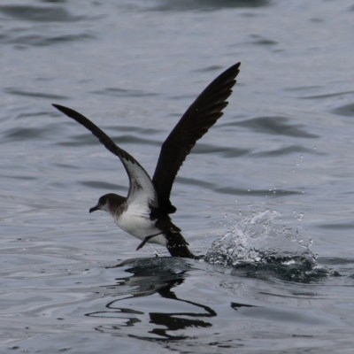 A seabird with outstretched wings taking off from the water surface.