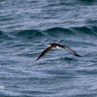 Bird with long wings gliding above ocean waves.